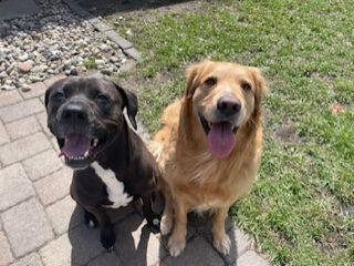 Two dogs sit on the sidewalk, smiling at the camera.