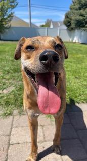 A brown dog has its tongue way out, to the extent that the photo looks distorted.