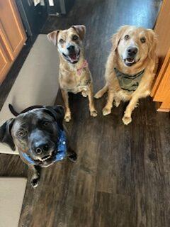 Three dogs sit on a hardwood floor and look up at the camera.