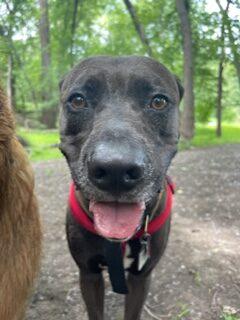 A black dog stares directly at the camera. It is standing in the woods, but the camera is focused on its face.