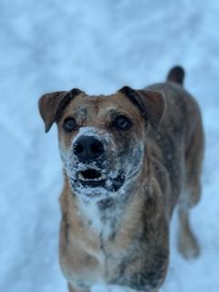 A brown dog looks up at the camera while snow lays gently on his face.