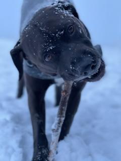 A black dog holds a stick in its mouth. Snow is on the ground, and some flakes are resting on the dog's face.