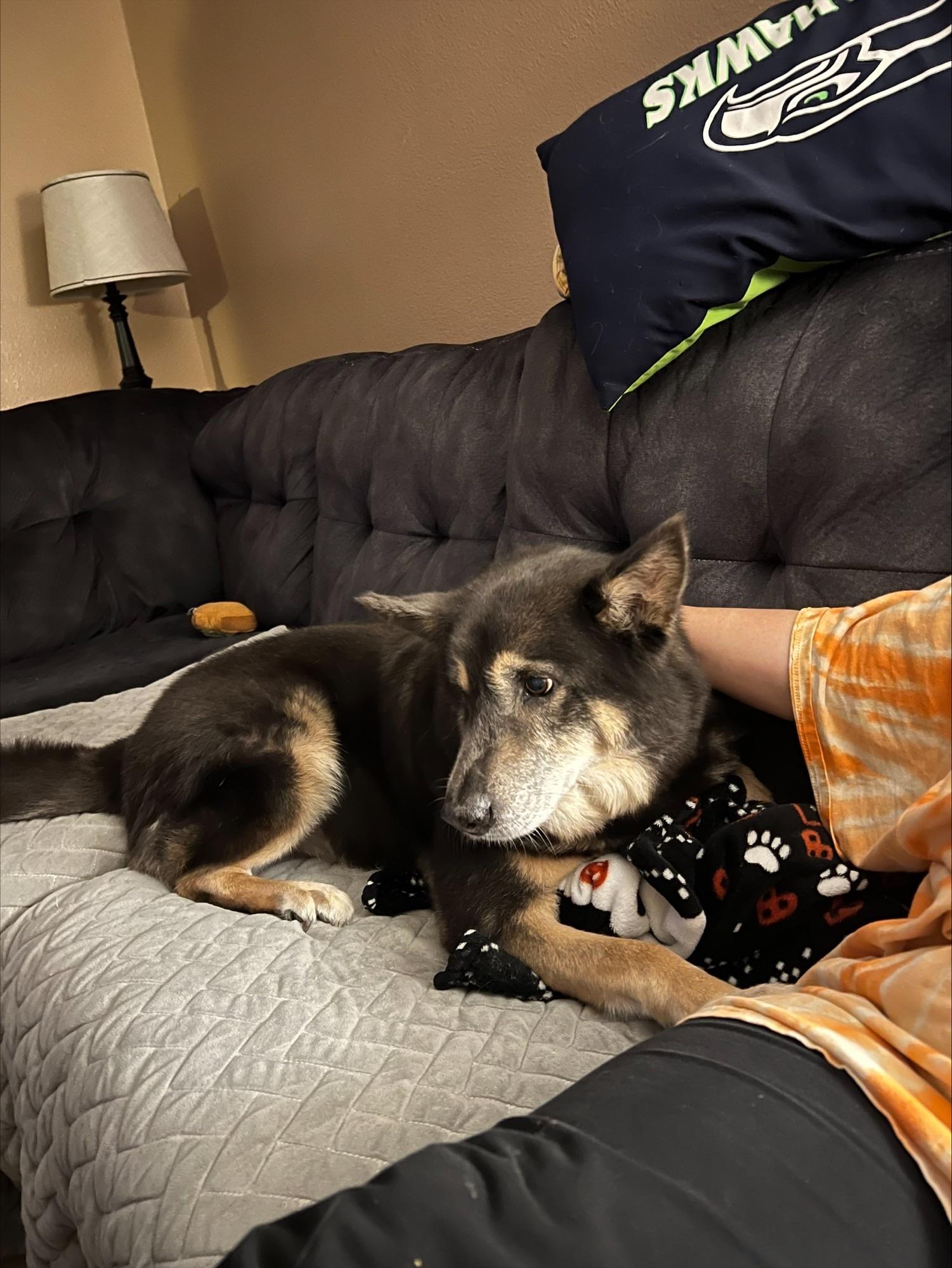 A black and brown dog lays on a couch. A human's arm is draped around him in an embrace.
