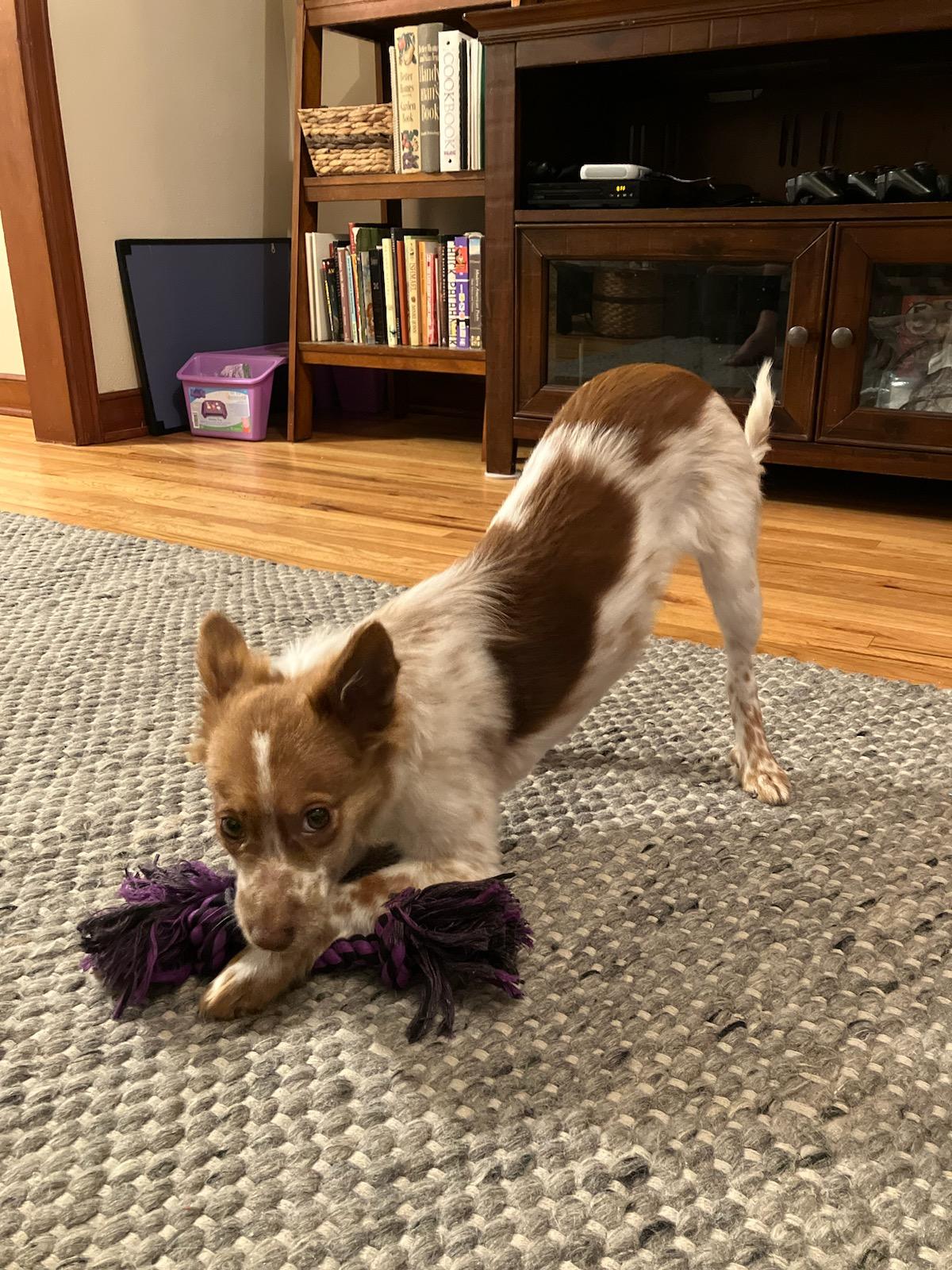 A small spotted white and brown dog plays with a purple rope toy. The dog is crouched in a playful stance with its back end up.